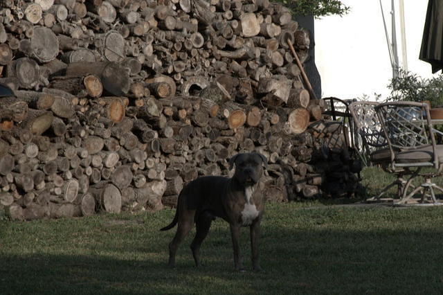 Guardian of The Woodpile